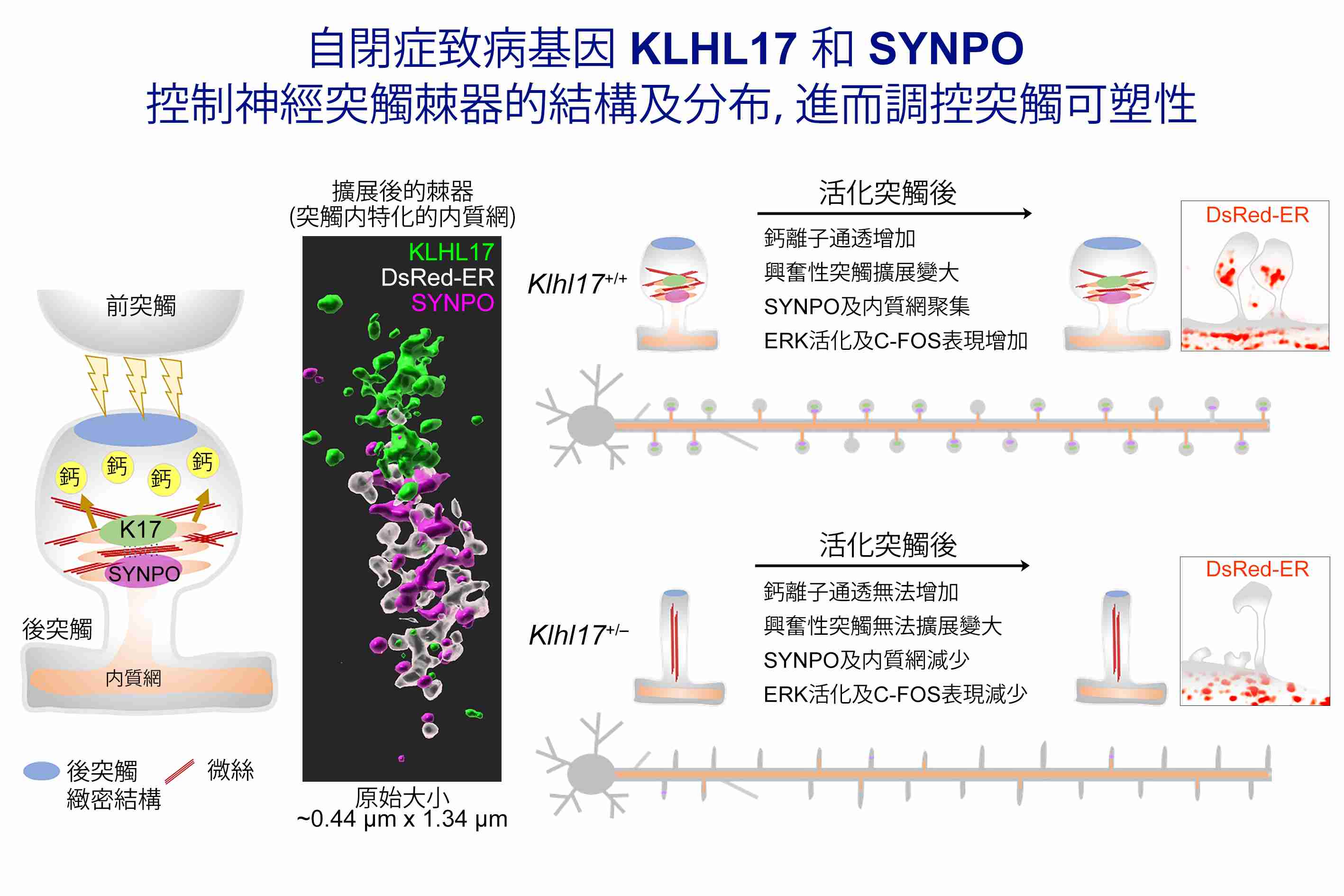 Autism-related KLHL17 and SYNPO act in concert to control activity-dependent dendritic spine enlargement and the spine apparatus